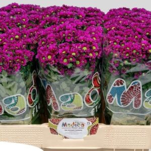 CRISANTEMI ASWAD PURPLE