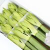 AMARYLLIS CASABLANCA