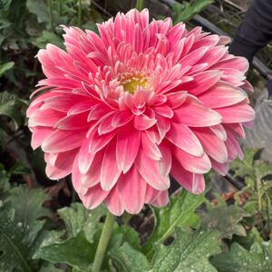 GERBERA DALIETTA STANDARD
