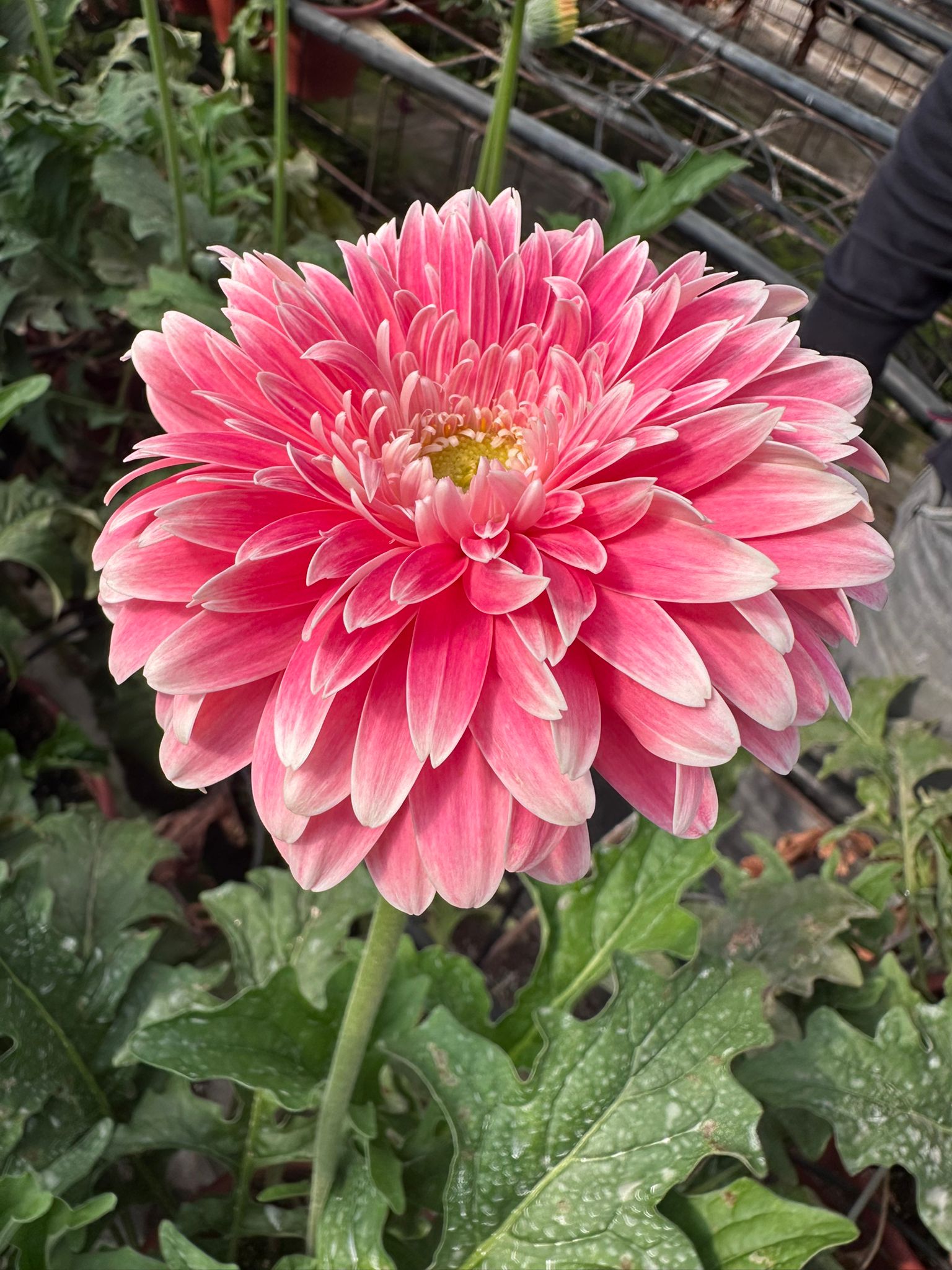 GERBERA DALIETTA STANDARD