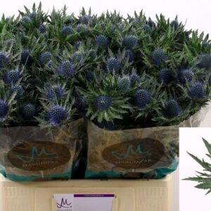 ERYNGIUM AQUARIUS