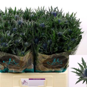 ERYNGIUM ORION