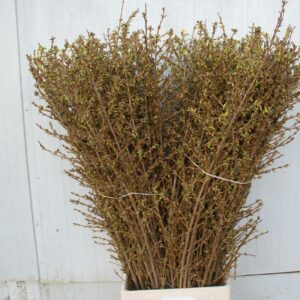 FORSYTIA