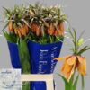 FRITILLARIA