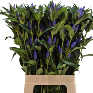 GENTIANA