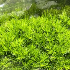 GREEN TRIC