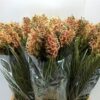 GREVILLEA