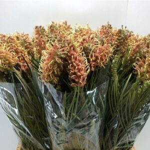 GREVILLEA