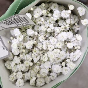 GYPSOPHILA XLENCE