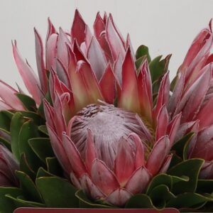 PROTEA KING