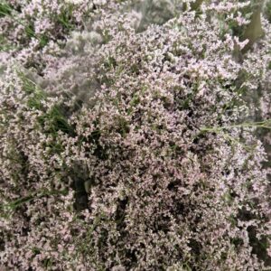 LIMONIUM OSHY PINK