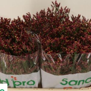 LIMONIUM SCARLET DIAMOND