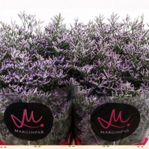 LIMONIUM SKYLIGHT