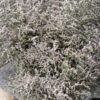 LIMONIUM WHITE NETO