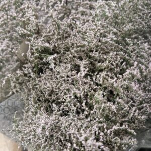 LIMONIUM WHITE NETO