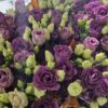 LISIANTHUS AROSA RED