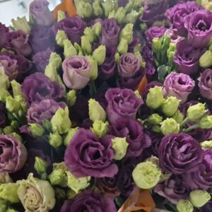 LISIANTHUS AROSA RED