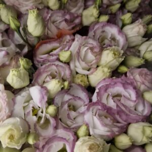 LISIANTHUS CROMA BRIDAL KISS