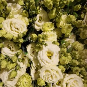 LISIANTHUS ROSITA YELLOW