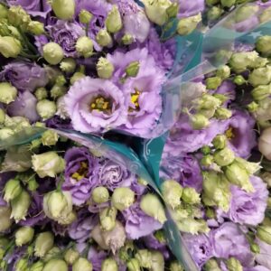 LISIANTHUS CORELLI LAVENDER