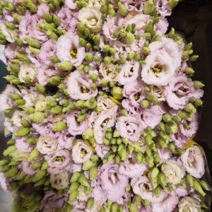 LISIANTHUS LISANNE LIGHT PINK