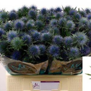 ERYNGIUM MAGNETAR