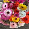 GERBERA STANDARD