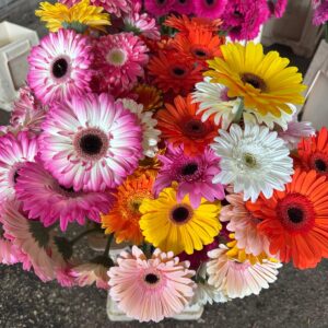 GERBERA STANDARD