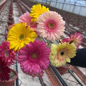 GERBERA MINI