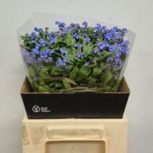 MYOSOTIS
