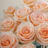 R GR PEACH WAVE