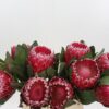 PROTEA EMPRESS