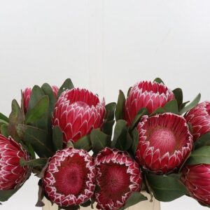 PROTEA EMPRESS