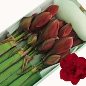 AMARYLLIS RED SHYMPHONY DOPPIO FIORE