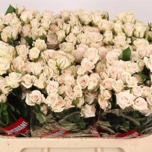 R SPRAY ROYAL PORCELLINA