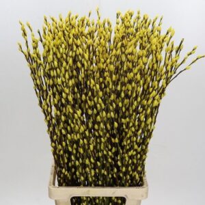 SALIX GIALLO