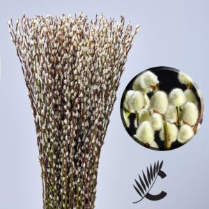 SALIX SNOWFLAKE