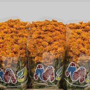 SANTINI OVADA ORANGE