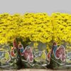 SANTINI RINGA YELLOW
