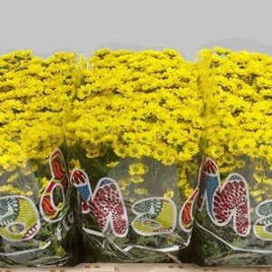 SANTINI RINGA YELLOW