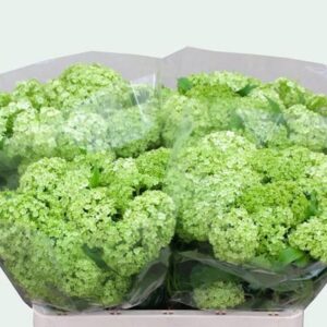 VIBURNUM 4 TESTE
