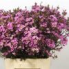 WAXFLOWER ADI