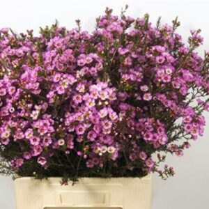 WAXFLOWER ADI