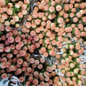 HYPERICUM COCO CASINO