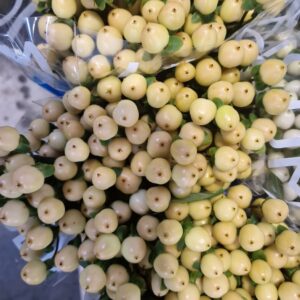 HYPERICUM COCO GELATO