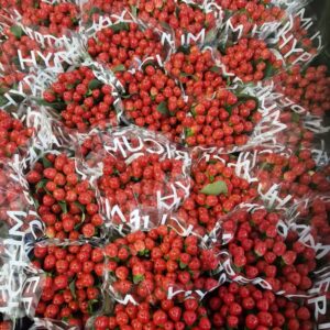 HYPERICUM COCO TANGO