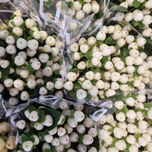 HYPERICUM COCO UNO