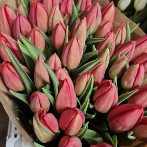 TULIPANO STRONG LOVE