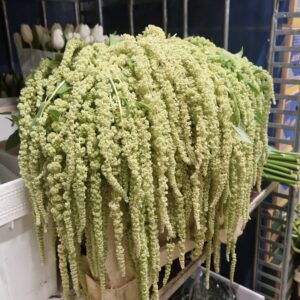 AMARANTHUS
