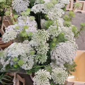 AMMI MAJUS